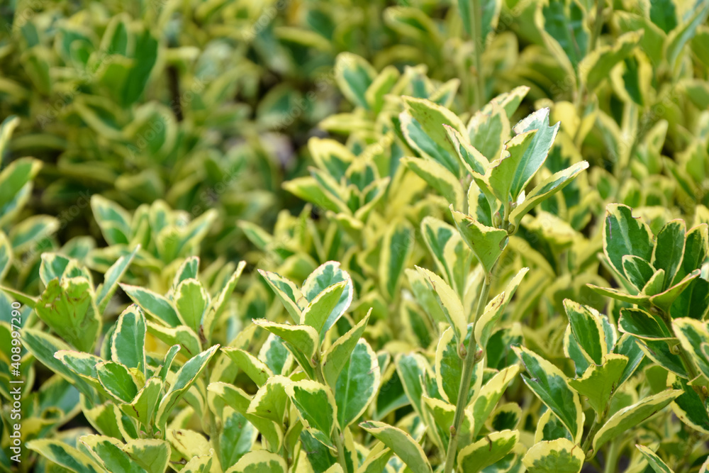 Euonymus aureomarginata foliage. Yellow and green leaves. Fresh foliage. Garden, park or wild nature plant. Beautiful summer nature. Euonymus aureomarginata foliage. Yellow and green leaves. Fresh foliage. Garden, park or wild nature plant. Beautiful summer nature.