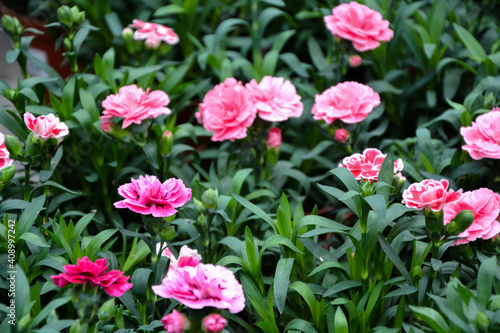 Wallpaper Mural Dianthus pental flower. Dianthus caryophyllus plants. Beautiful fresh flowers. Summer nature. Garden, park or wild nature plant. Torontodigital.ca