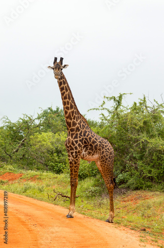 Solitary giraffe crossing the track in the savannah