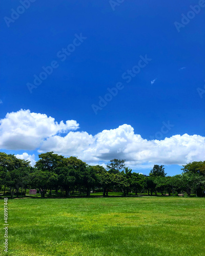 Fototapeta Naklejka Na Ścianę i Meble -  대만공원에서 찍은 멋짓 하늘과 숲 