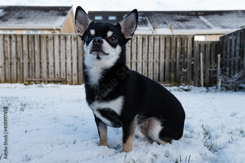 Short-haired Black Colored Chihuahua Puppy sitting on the snow