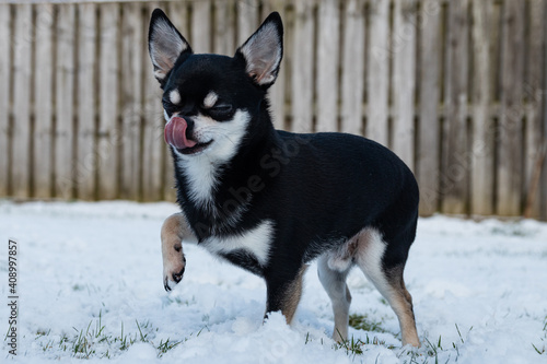 Short-haired Black Color Chihuahua Standing In The Snow With His Tongue Out