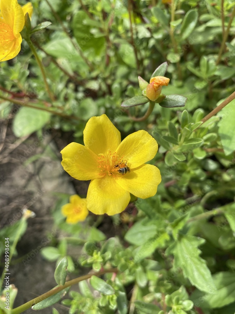 yellow purslane flower in nature garden yellow purslane flower in nature garden