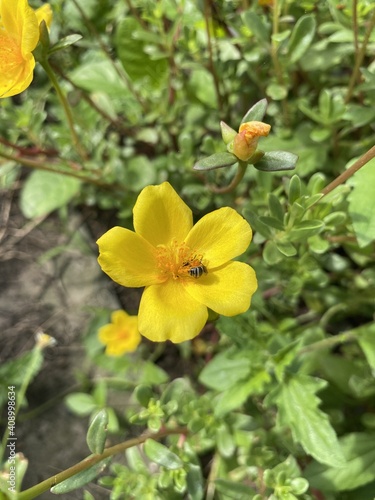 yellow purslane flower in nature garden