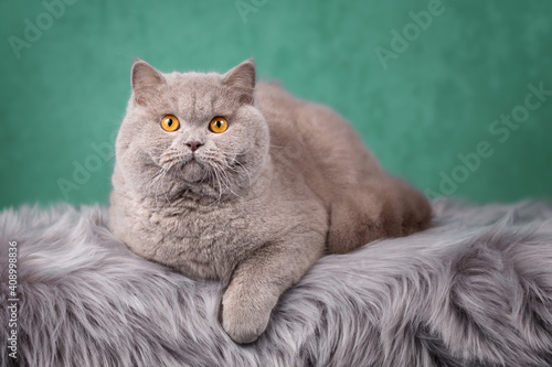 Rassekatze Kater Kitten Katze imposant und edel - Luxus BKH
