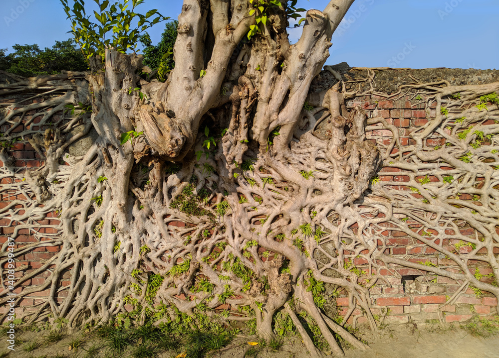 Ancient brick wall with old tree roots and new buds Ancient brick wall with old tree roots and new buds