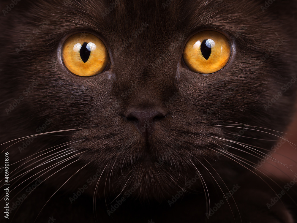 Britisch Kurzhaar Katze mit leuchtend gelben Augen - chocolate Nahaufnahme sehr edel