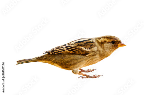 Portrait of Sparrow in close-up, isolated on white background. House Sparrow has been living next to human and live off others for three thousand years and has adapted well - bird of future photo