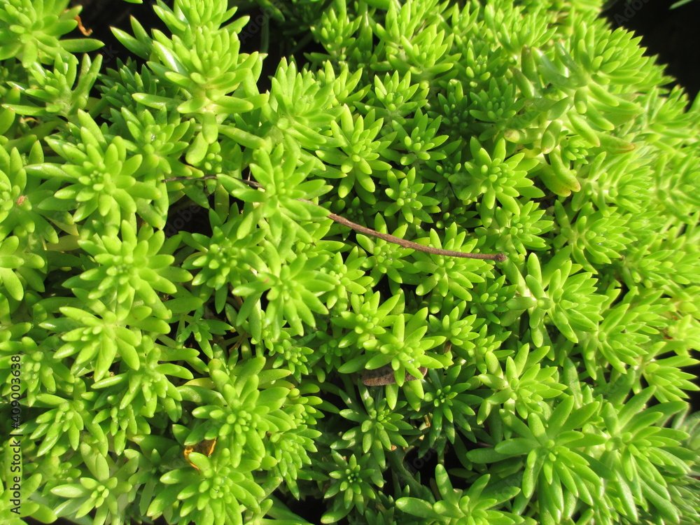 scenic view of plants for multipurpose use scenic view of plants for multipurpose use