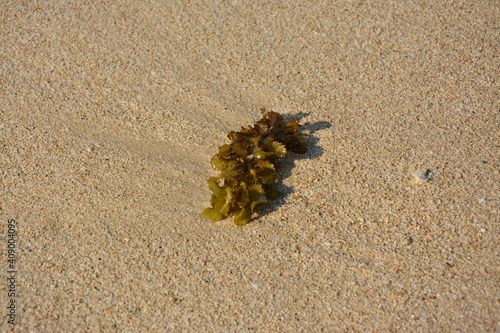 one isolated brown sea seed on the sand beach in sunny day