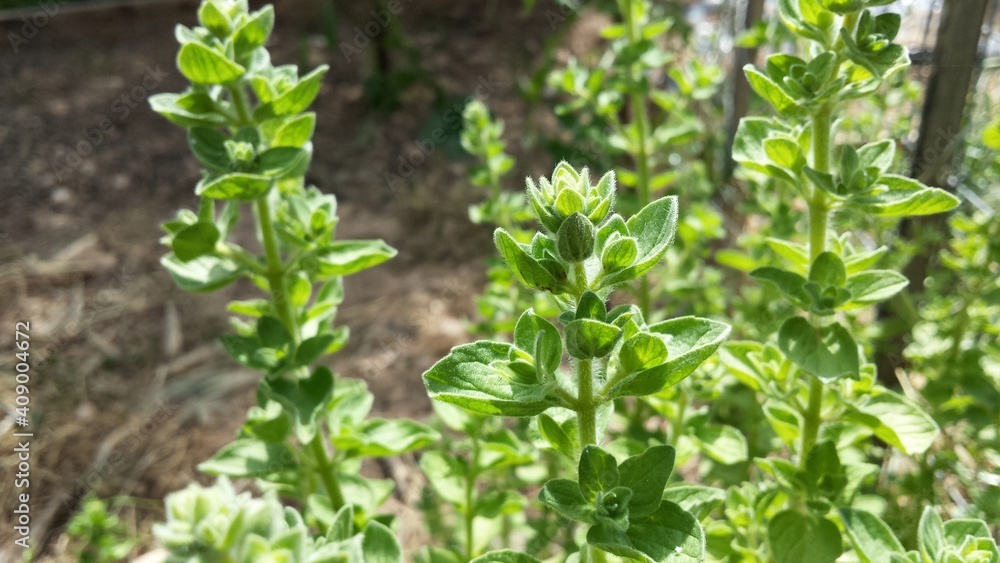 Fresh brunch of herb oregano Fresh brunch of herb oregano