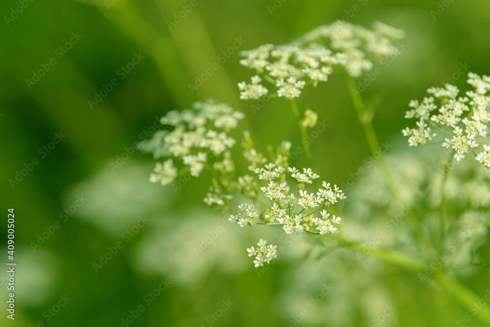 Anise flower field. Food and drinks ingredient. Fresh medicinal plant. Seasonal background. Blooming anise field background on summer sunny day. Anise flower field. Food and drinks ingredient. Fresh medicinal plant. Seasonal background. Blooming anise field background on summer sunny day.