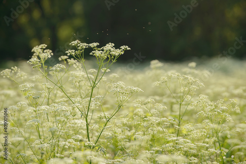 Anise flower field. Food and drinks ingredient. Fresh medicinal plant. Seasonal background. Blooming anise field background on summer sunny day. photo