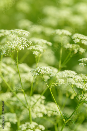 Anise flower field. Food and drinks ingredient. Fresh medicinal plant. Seasonal background. Blooming anise field background on summer sunny day. © Сyrustr