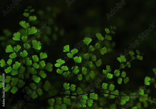 Background of fern leaves on the dark