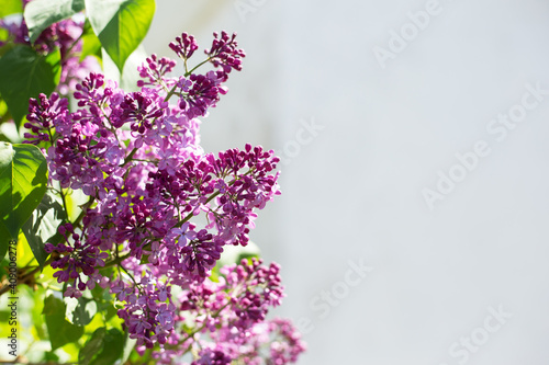 Spring blooming flowers of lilac on lilac bushes. Natural background with copy space, place for text outside.