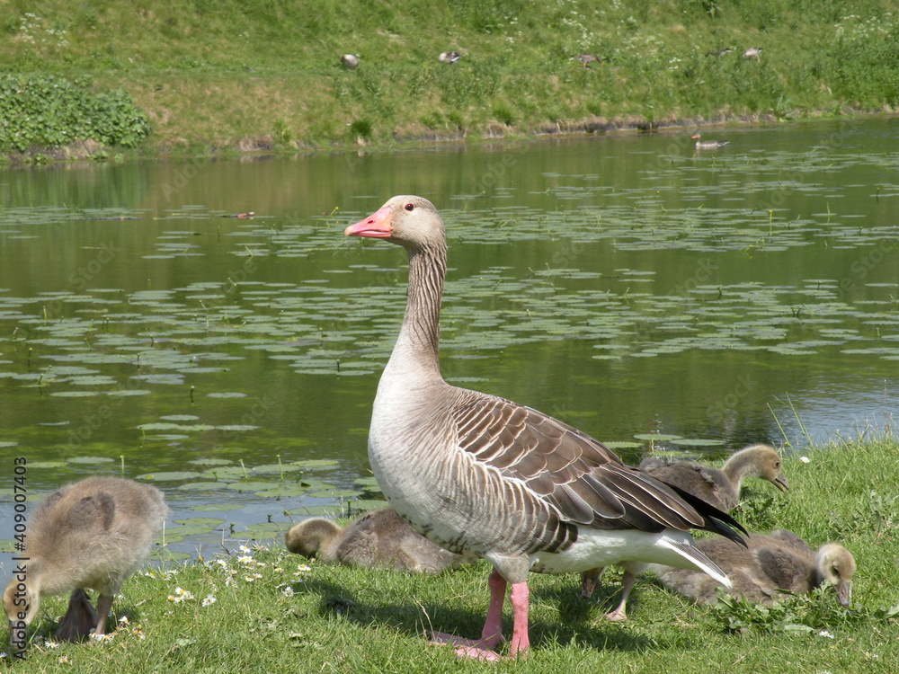 Duck in a park of Copenhagen Duck in a park of Copenhagen