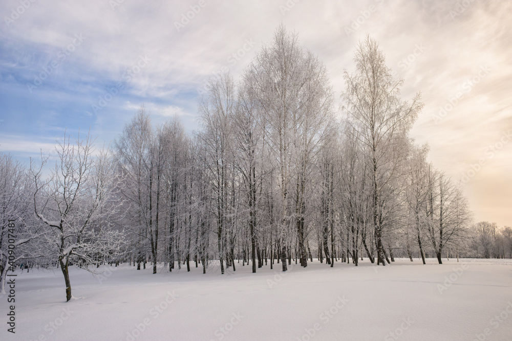 Winter landscape. Frosty trees in snowy park in the sunny morning.