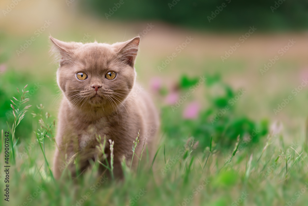 Britisch Kurzhaar Kitten Katze extrem niedlich und hübsch Britisch Kurzhaar Kitten Katze extrem niedlich und hübsch