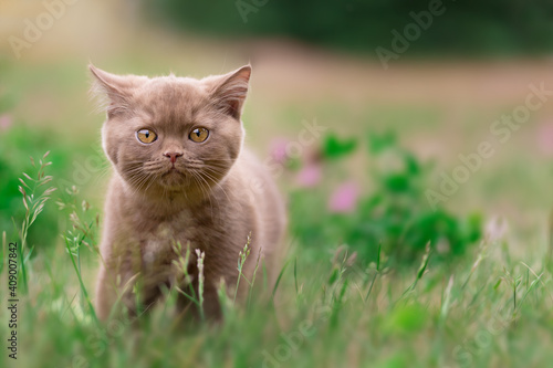 Britisch Kurzhaar Kitten Katze extrem niedlich und hübsch