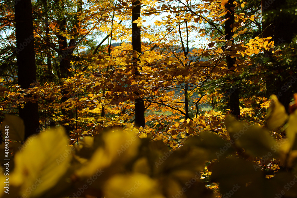 Obraz premium Gelbes Herbstlaub