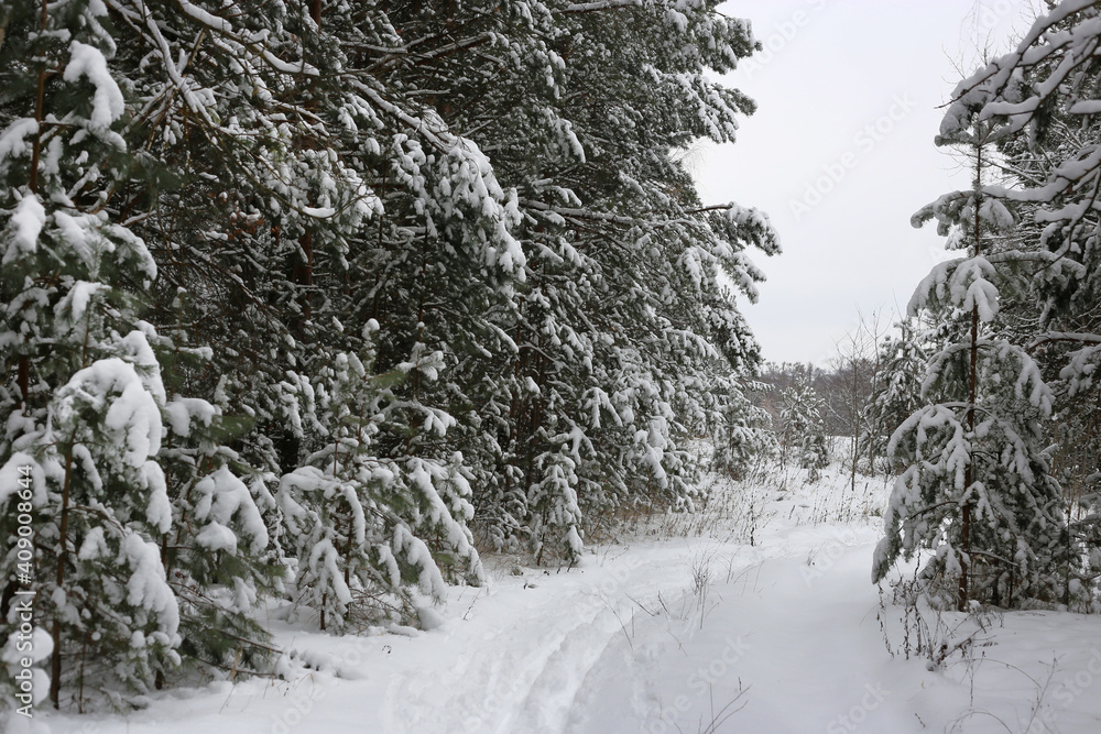 Winter landscape with snow-covered fir trees and ski track Winter landscape with snow-covered fir trees and ski track