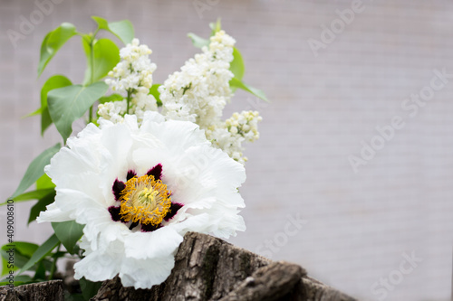 Paeonia suffruticosa white peony and white lilac bouquet of spring flowers. Natural background with copy space, place for text outside. Blooming spring flowers