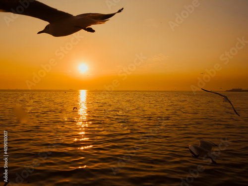 Sunset Sea Bird Silhouette sunset.Silhouette bird flying photography Sea. Minimal photography