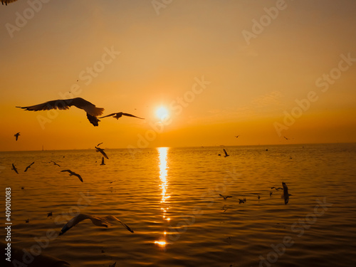 Sunset Sea Bird Silhouette sunset. Silhouette bird flying over the sea in orange sky