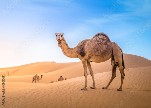 Wüste mit Camel