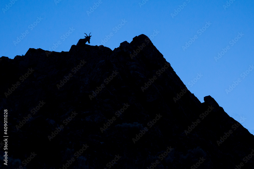 Bighorn sheep silhouette in the mountains