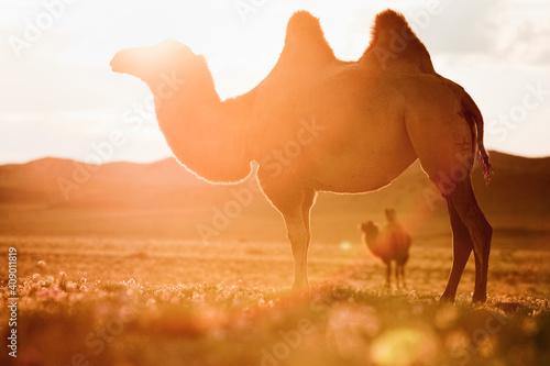 Bactrian camels in afternoon light.