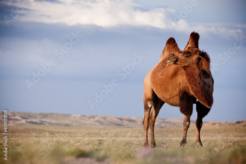 Bactrian Camels