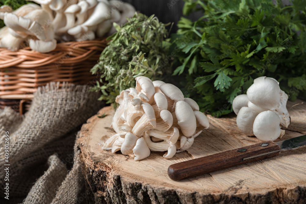 Raw oyster mushrooms with knife on the cross section of the big old tree on a rustic table. basket with mushrooms and fresh herbs in the background