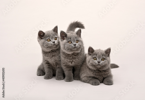 Fototapeta Naklejka Na Ścianę i Meble -  British Shorthair Cats sitting together