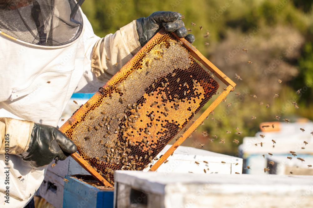 Bee keeper removing rack outside of hive. organic honey and beekeeping concept Bee keeper removing rack outside of hive. organic honey and beekeeping concept
