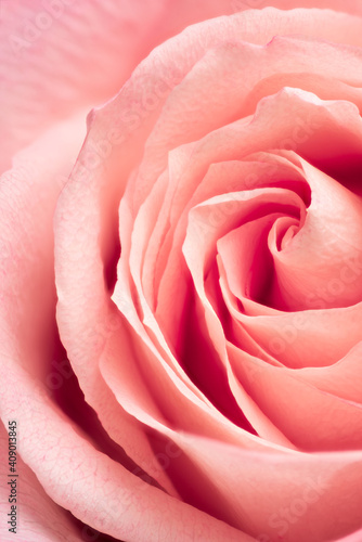 Close-up pink rose. Nature background. Soft focus