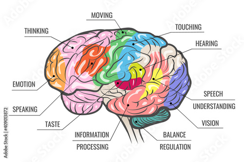Human Brain Function Map