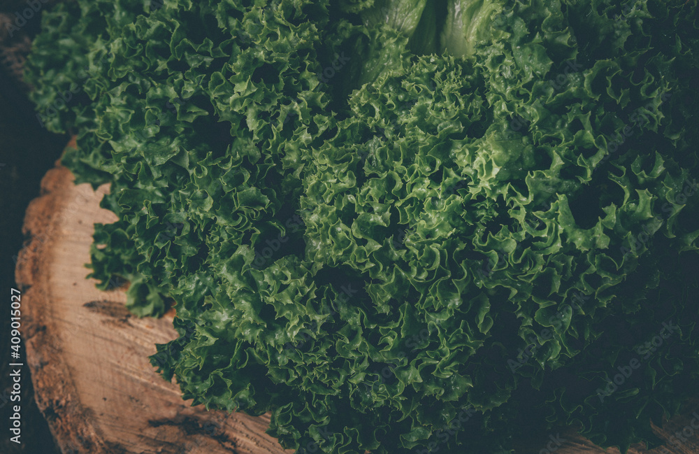 Green batavia lettuce salad on wooden background. toned