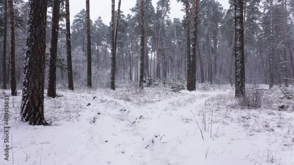Magical winter forest aerial view. Magical winter forest aerial view.