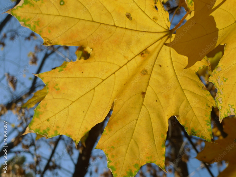 autumn maple leaves autumn maple leaves