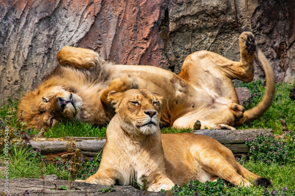 Obraz premium 動物園