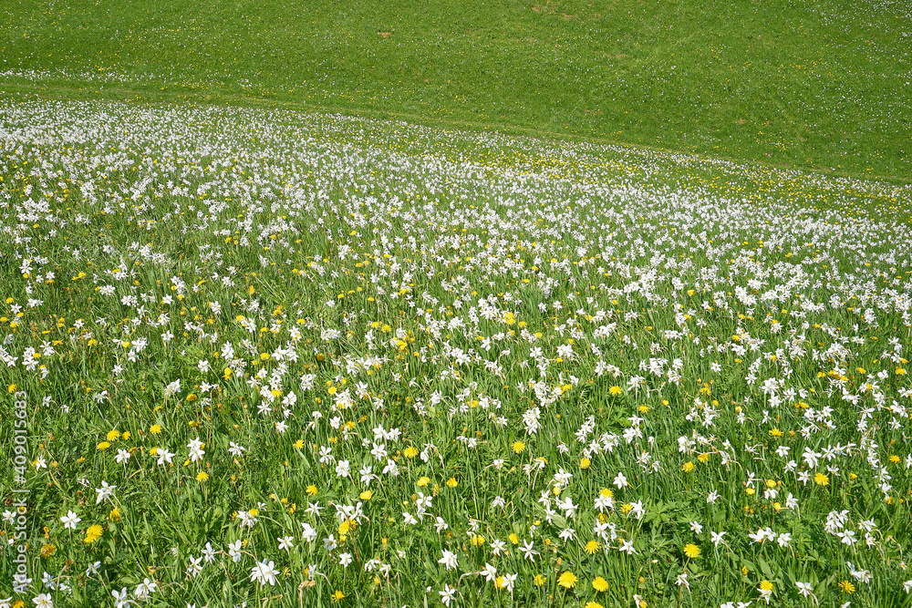 Fototapeta premium Field of daffodils on meadow. Near Jesenice, Gorenjska, Slovenia.