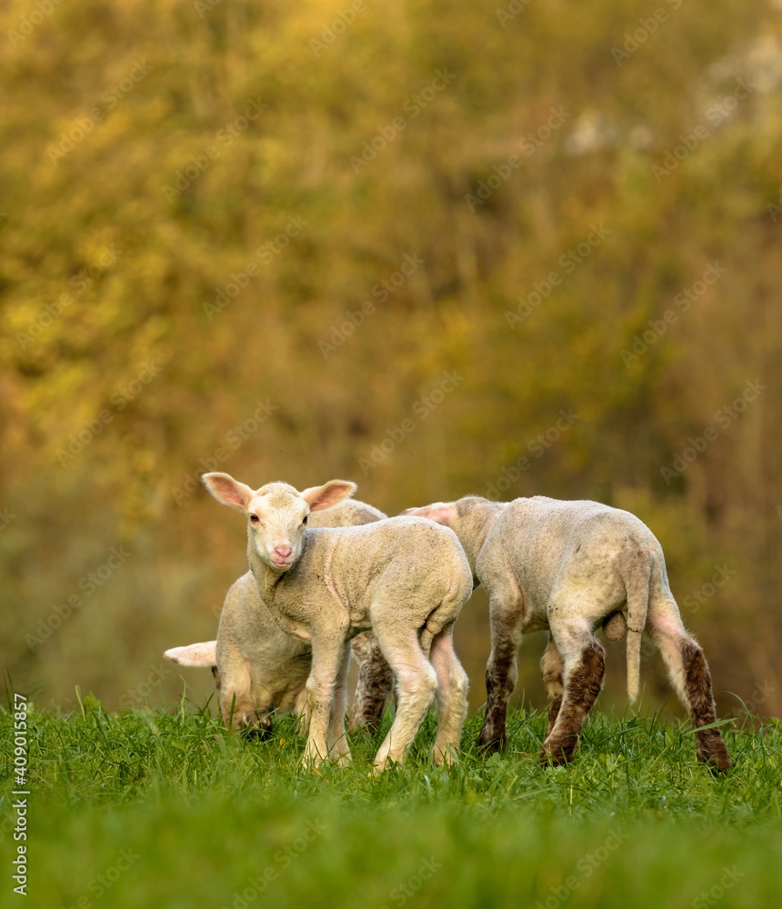 Obraz premium Baby sheeps on the grass