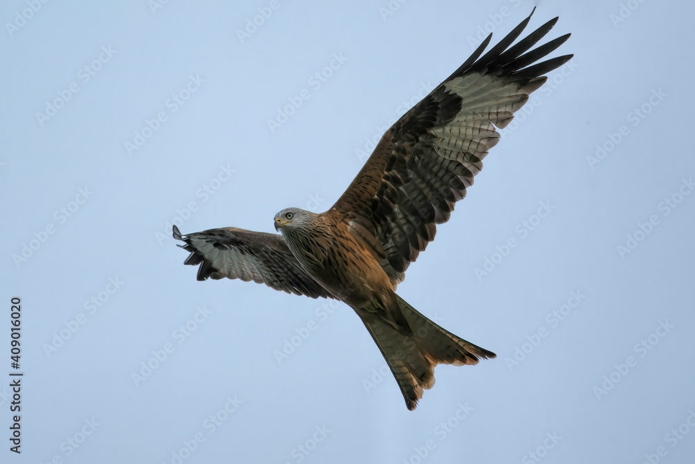 Red kite (Milvus milvus) in flight against a blue sky background. Photographed in Sussex, UK, in winter.