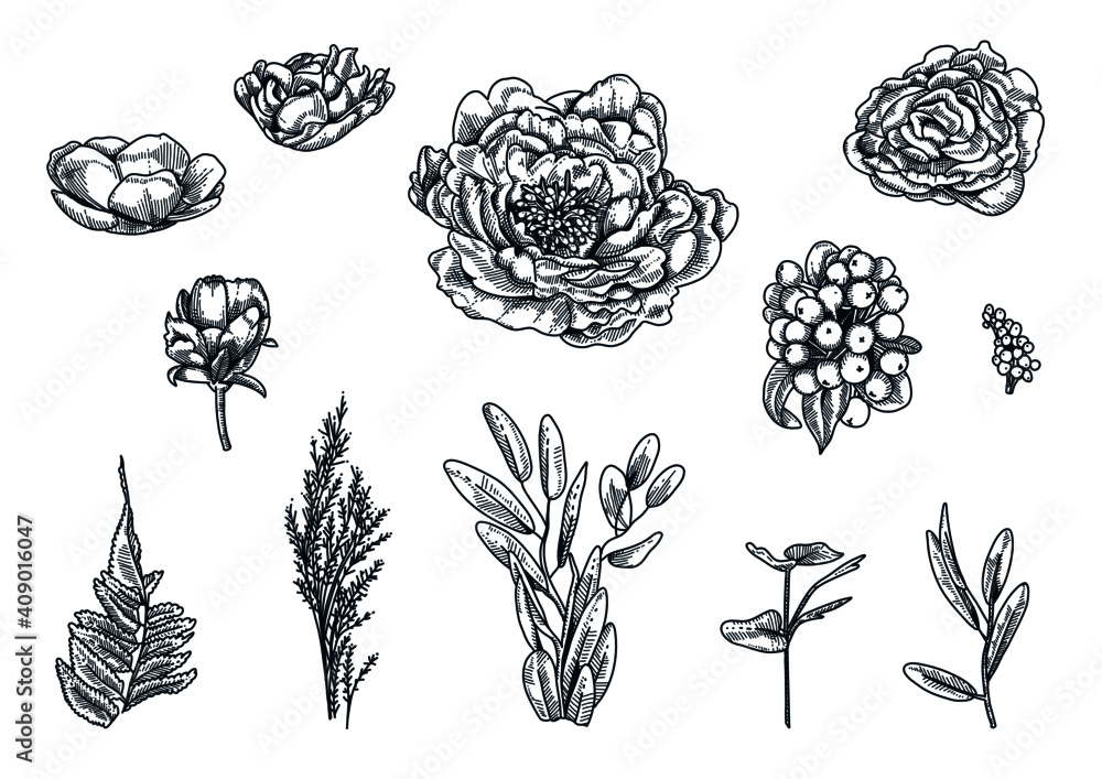 Roses vector illustrations collection. Hand drawn drawings. Plants sketches. Botanical set.