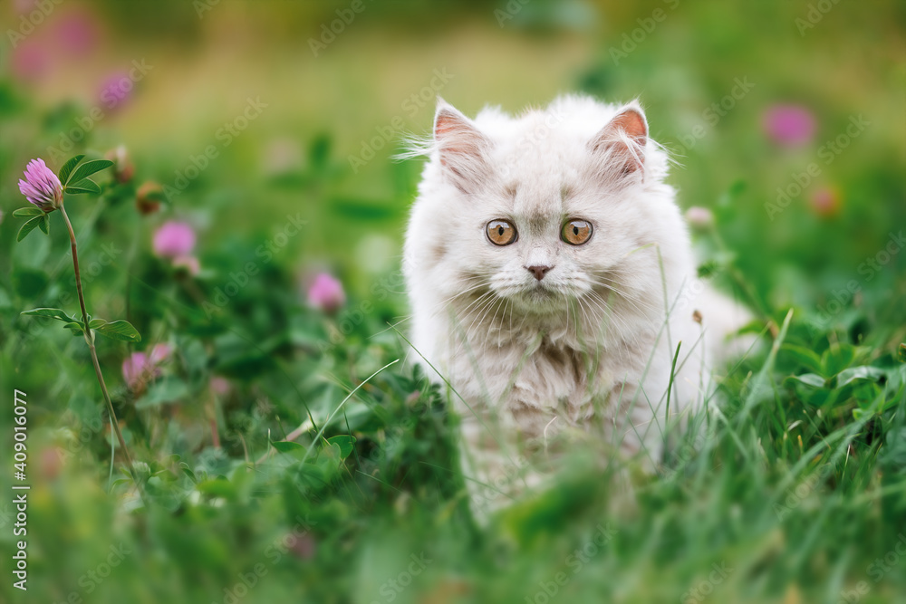 Britisch Langhaar Kitten Portrait, niedlich Katze