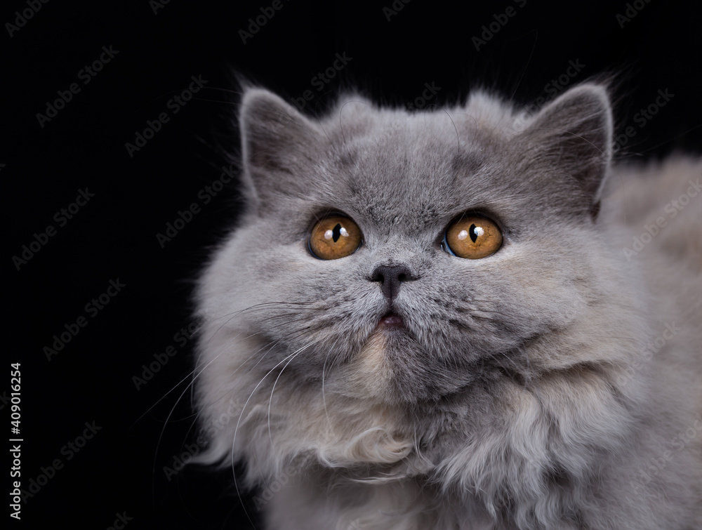 Britisch Langhaar Kitten Portrait, niedlich Katze Britisch Langhaar Kitten Portrait, niedlich Katze
