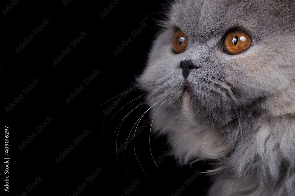 Britisch Langhaar Kitten Portrait, niedlich Katze