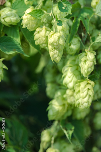 detail of hop cones on a blurred natural background